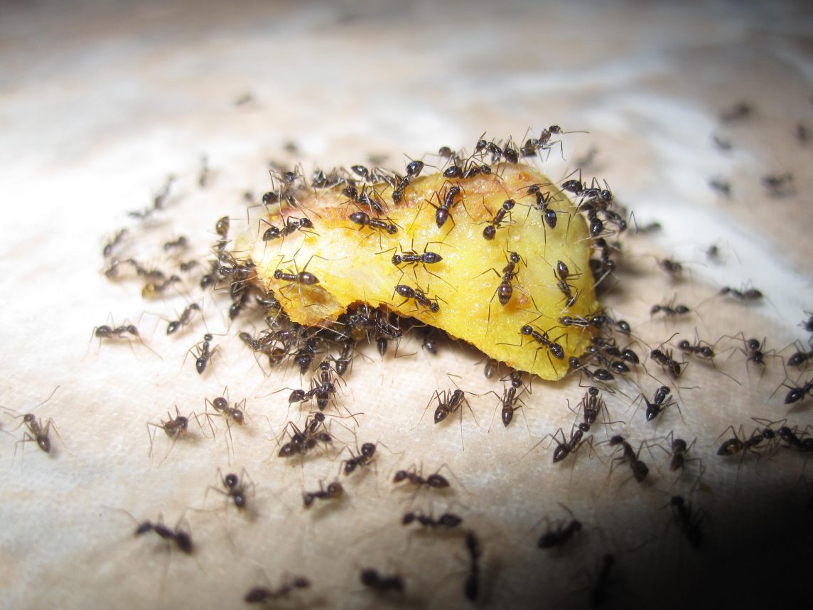 Problemas com formigas em sua residência